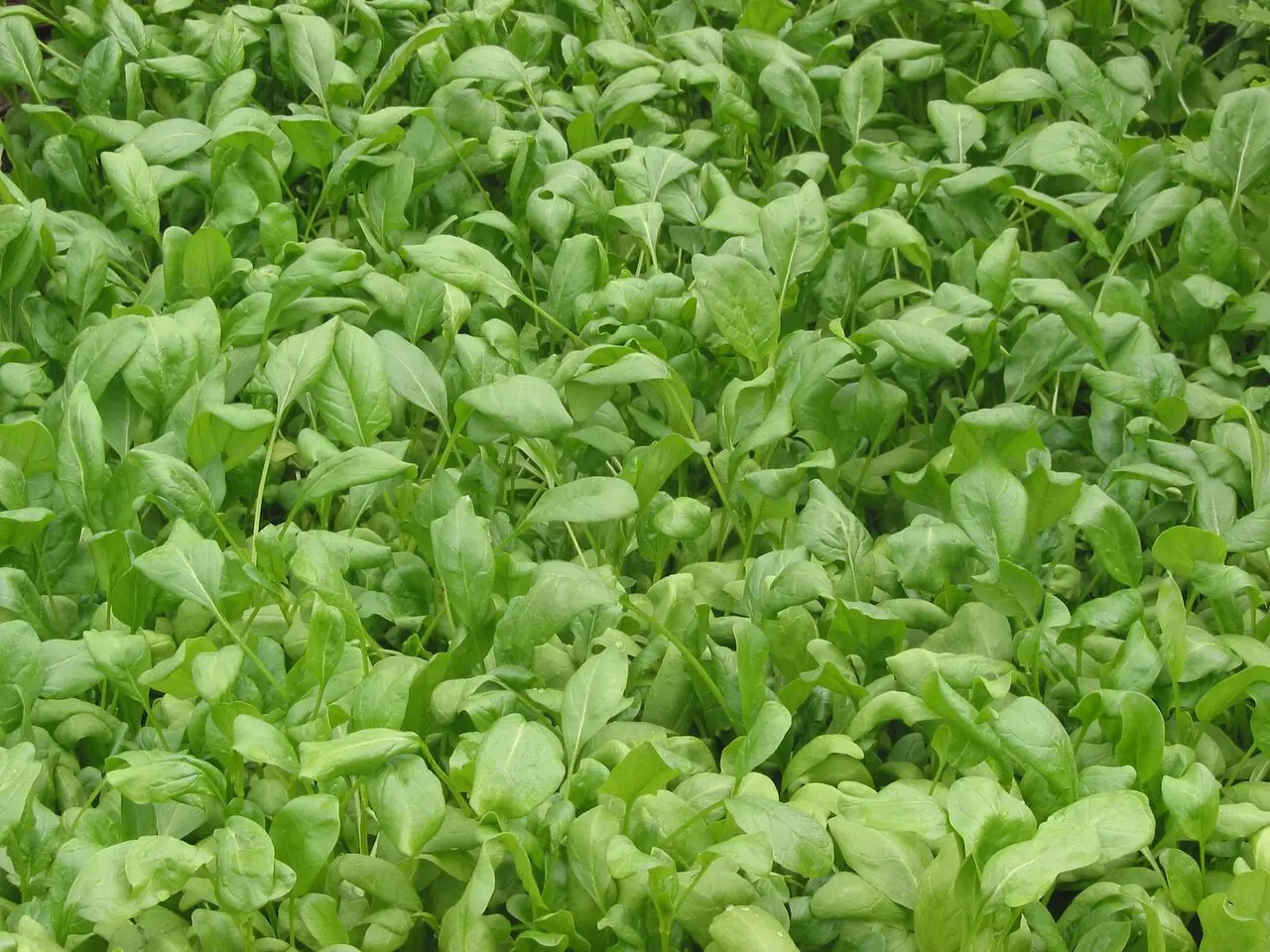Sayur